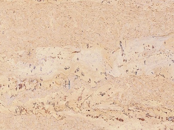 Пробковое покрытие CorkStyle Natural Cork Glue Comprido Creme